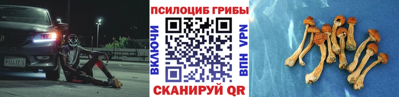 Галлюциногенные грибы Psilocybe  Купить  Дмитриев 